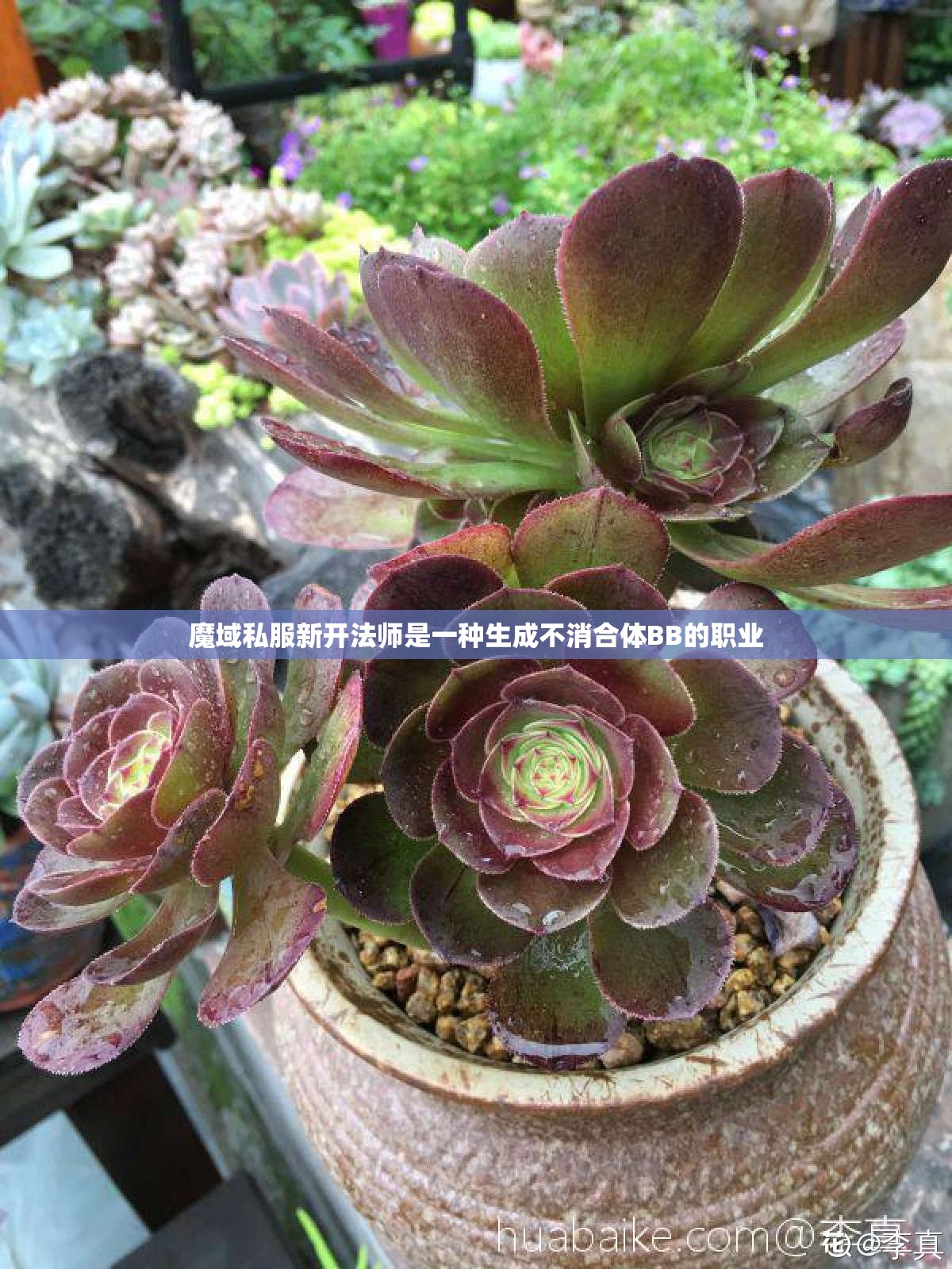 魔域私服新开法师是一种生成不消合体BB的职业
